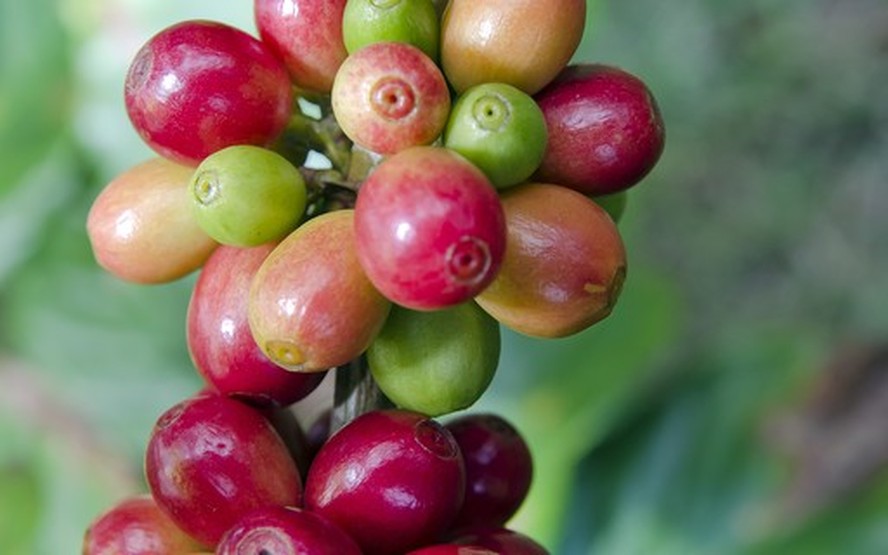 Clima favorece colheita de café no Brasil neste momento, diz analista