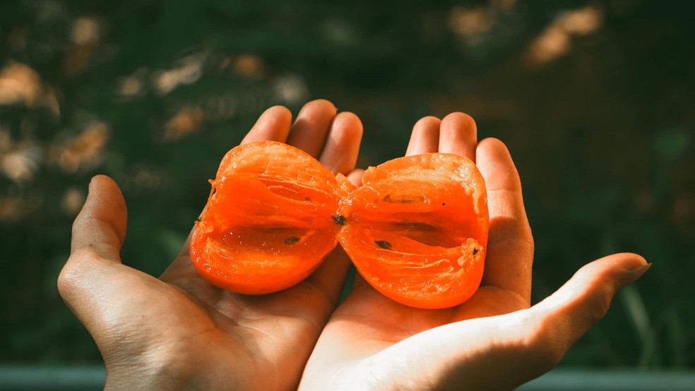 Especialistas não recomendam utilizar sementes do caqui para o cultivo da fruta — Foto: Canva/ Creative Commoms