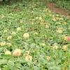 Granizo destruiu pomares de frutas em Fraiburgo (SC) - Defesa Civil de Fraiburgo