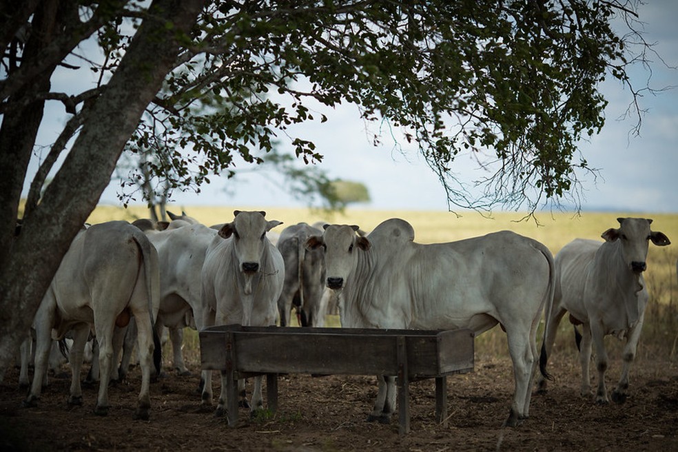 Com o tempo seco e o fogo castigando as pastagens, pecuaristas devem acelerar envio de animais para abate — Foto: Wenderson Araujo/CNA