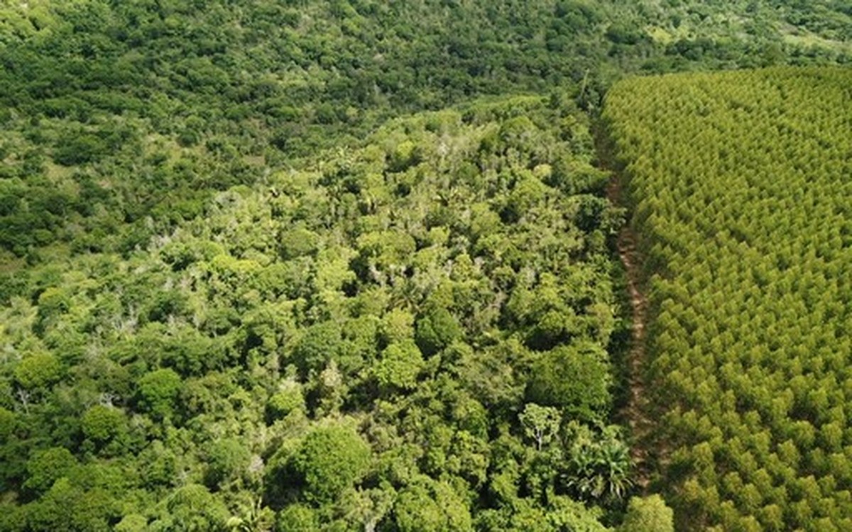 BNDES aprova R$ 912 milhões para restauração de florestas