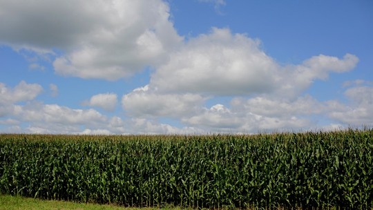 Clima e demanda fraca dos EUA pressionam cotações do milho em Chicago 