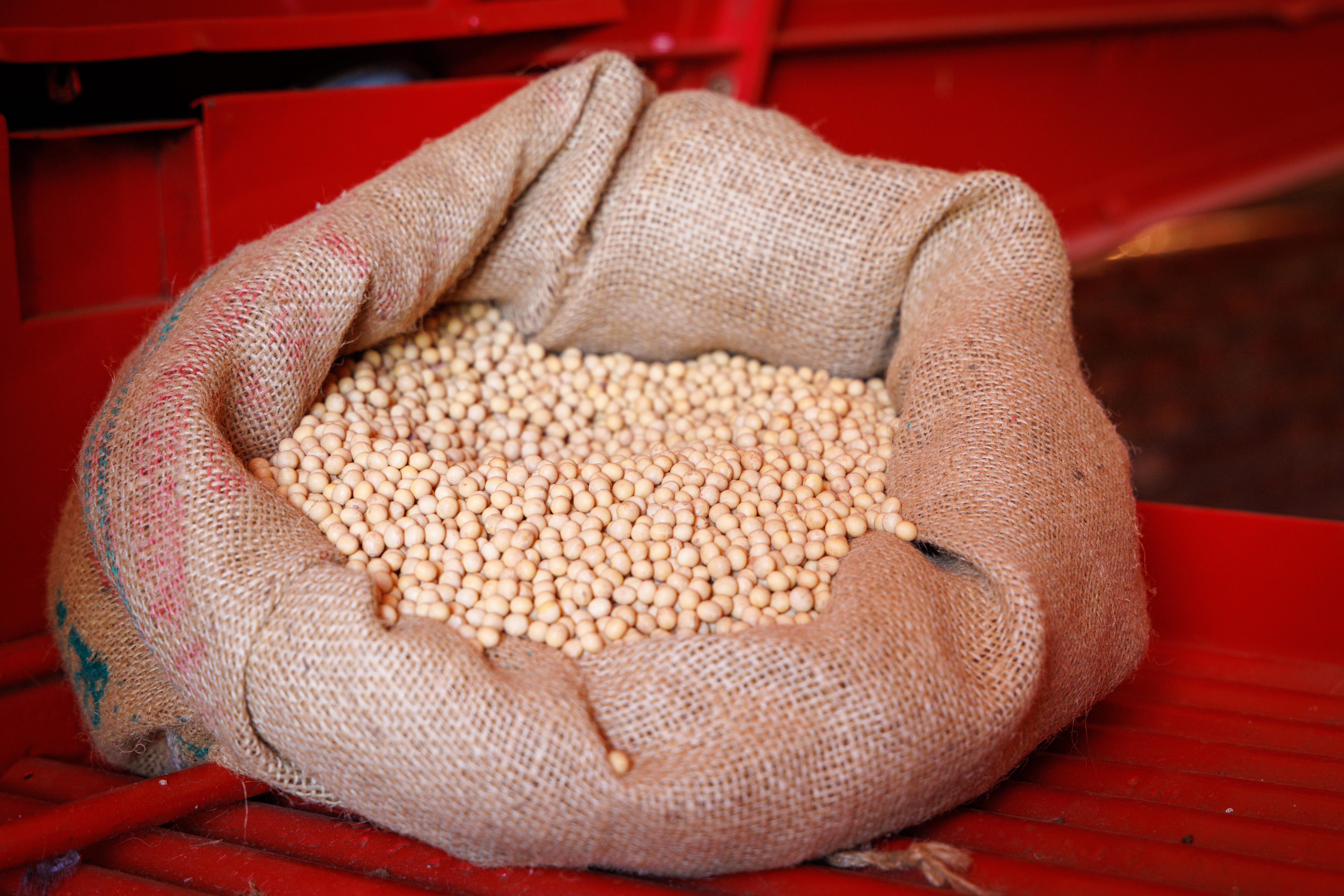 Grupo Formoso, da sementeira Uniggel, obtém antecipação de efeitos da recuperação judicial