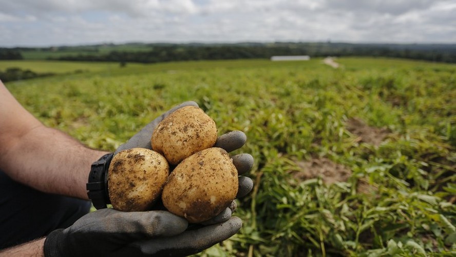 A batata teve uma queda de quase 13% no mês de agosto