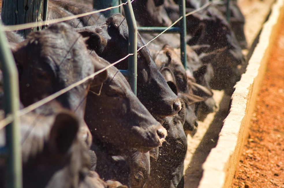 Além da produção de grãos, a fazenda investe no melhoramento genético de 40.000 animais das raças Nelore, Angus e Guzerá — Foto: Grupo Valor