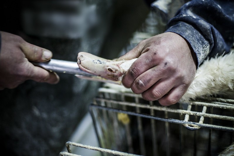 'Sofrimento absurdo', diz autora de relatório sobre o foie gras