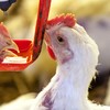 Baixa no preço da carne também está associada ao aumento da disponibilidade interna de frango vivo para abate - Canva/Creative Commons