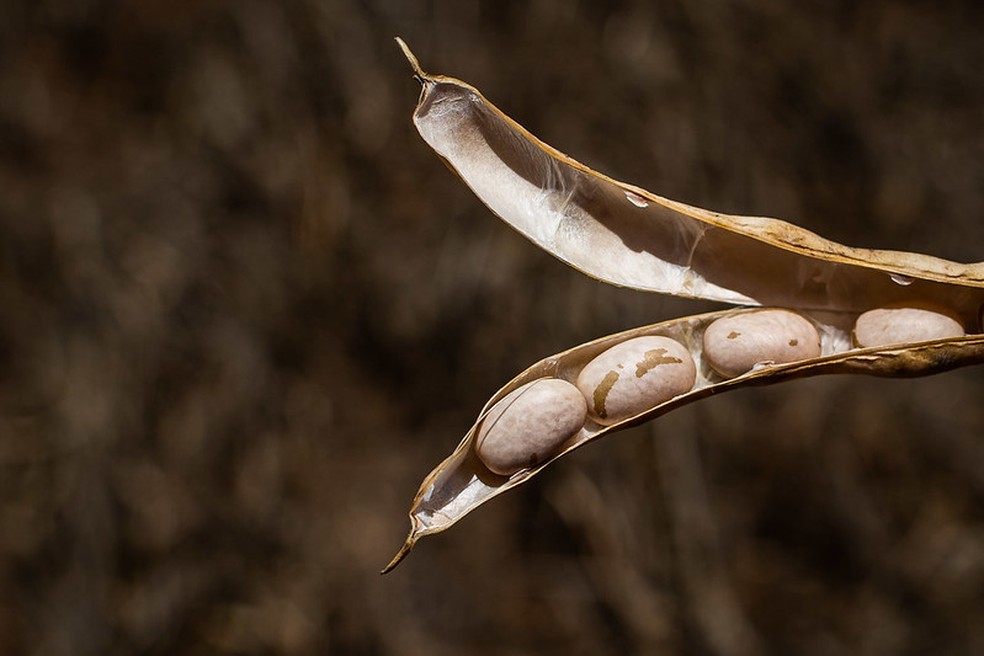 Clima seco também tem atrapalhado o plantio de feijão no país — Foto: Wenderson Araújo / CNA