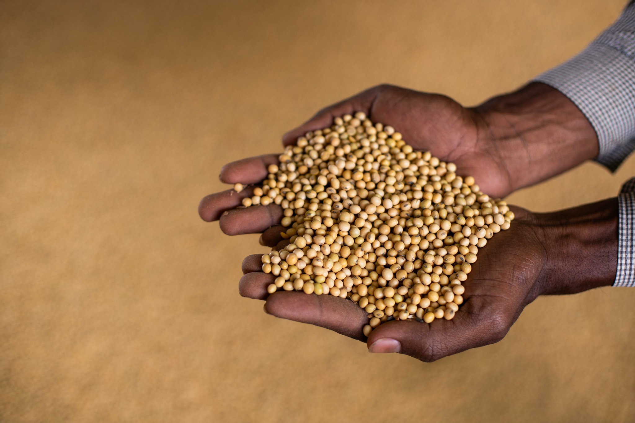 Soja fecha em alta na bolsa de Chicago, enquanto milho e trigo caem