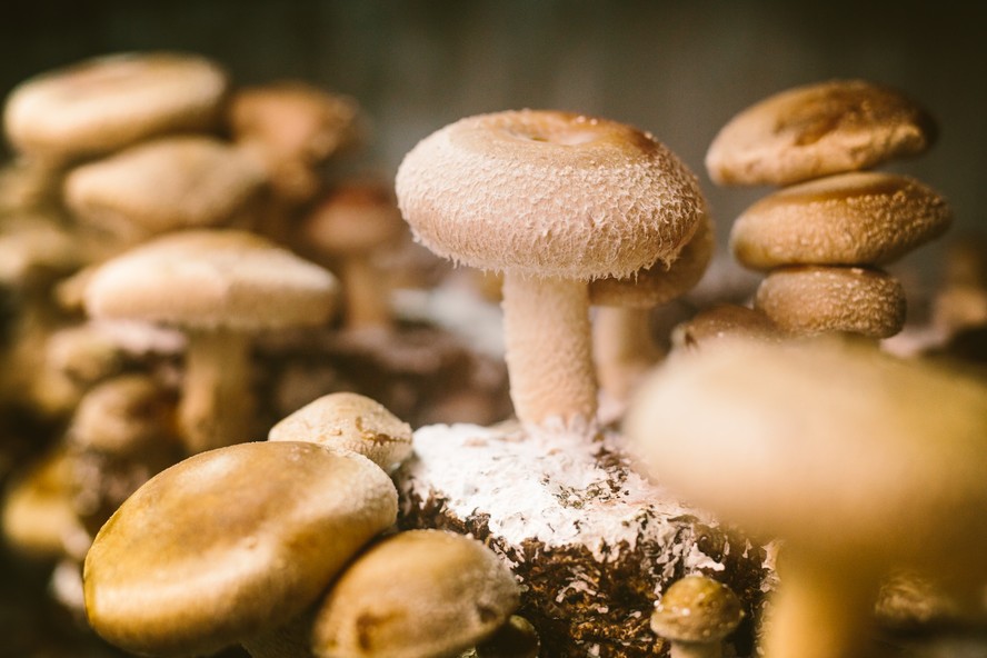 Projeções apontam para a produção de até 14 mil toneladas de cogumelos no país em 2023