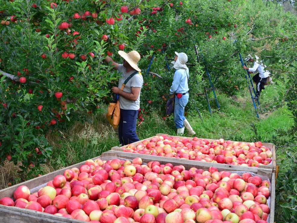 O Brasil possui mais de 33 mil hectares dedicados à produção de maçãs — Foto: Epagri / Divulgação