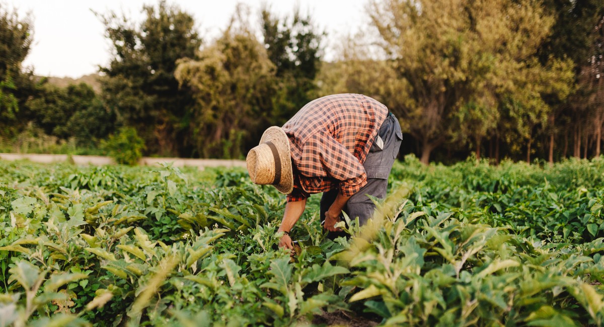 Agronegócio enfrenta escassez de profissionais dentro e fora da fazenda, aponta pesquisa