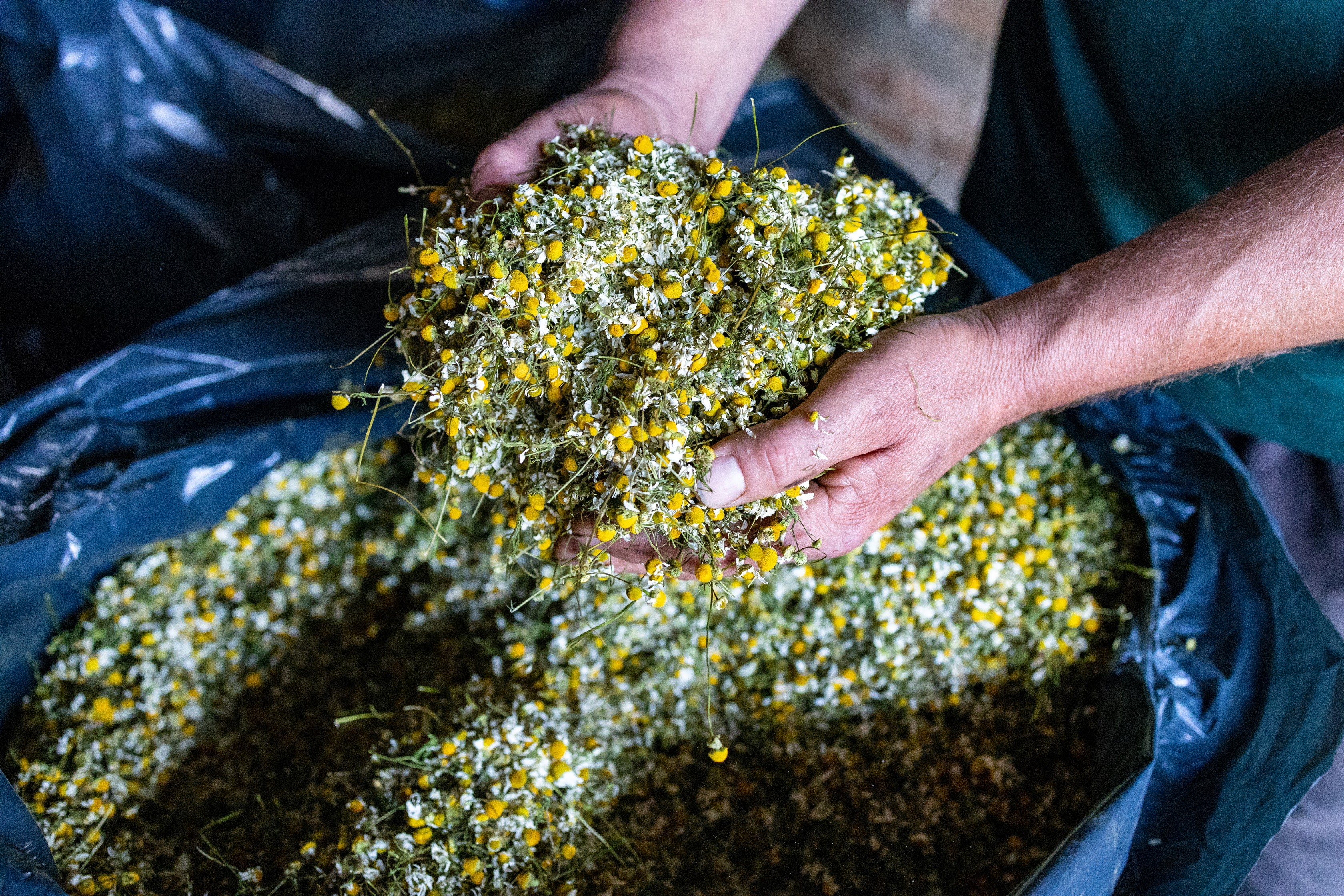 Produtores de camomila trabalham para dobrar rentabilidade na capital nacional da planta