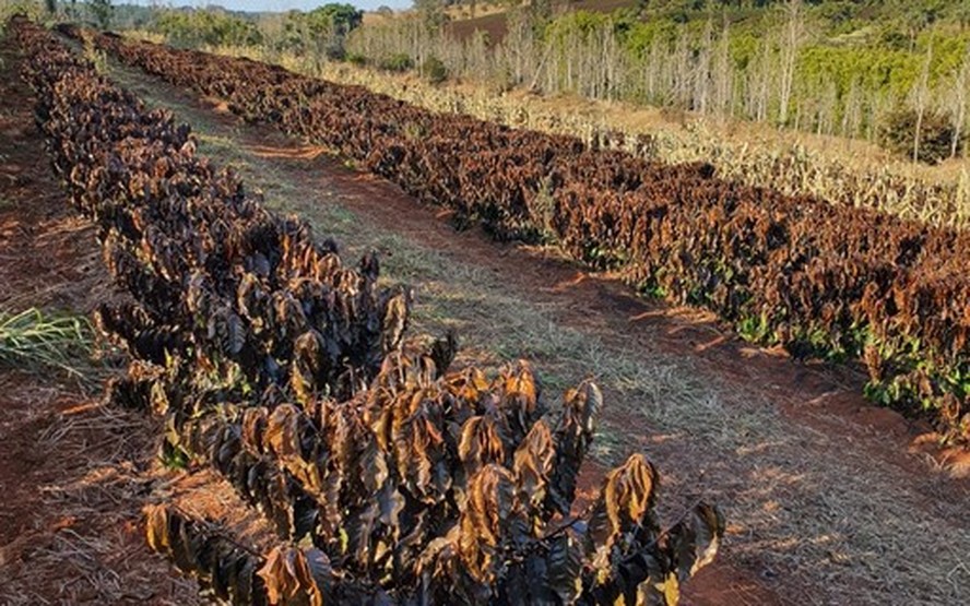 Brasilseg está ampliando sua cobertura contra perdas por granizo para cultivos de frutas de clima temperado e hortaliças