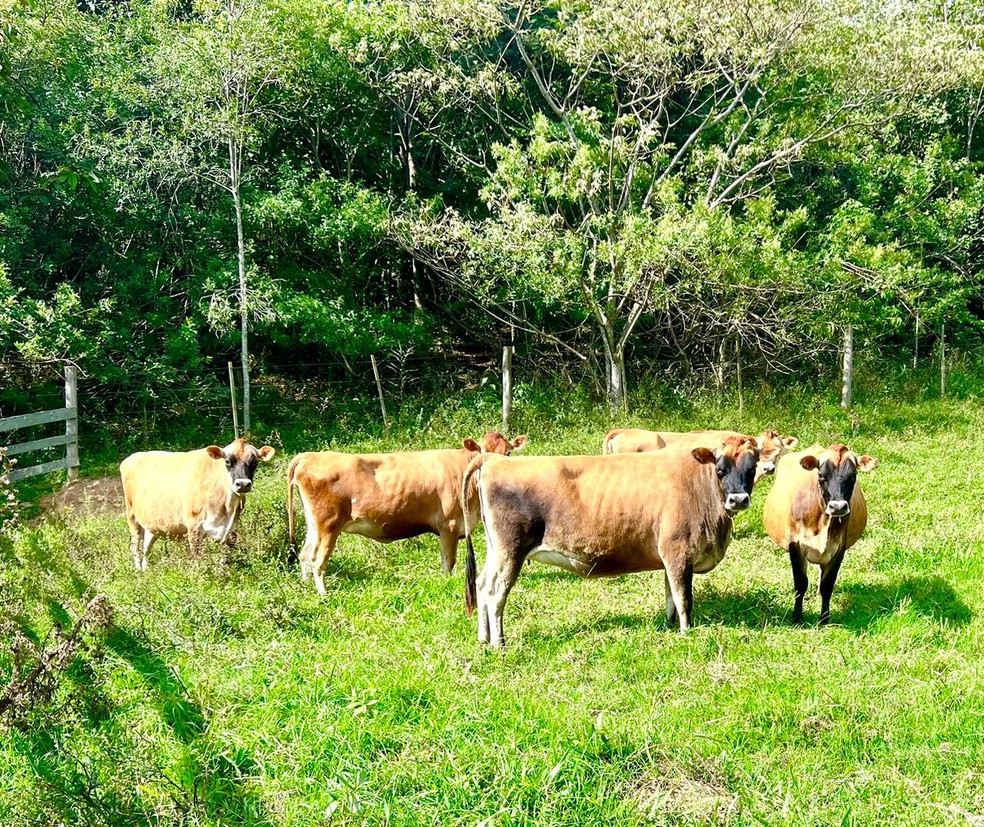 Jersey tem menor tamanho corporal, permitindo que o produtor aumente a carga animal por hectare — Foto: Divulgação