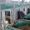 Pesquisa da Embrapa avalia o uso do farelo de uva como suplemento na pastagem de inverno - Cotrisul/Divulgação