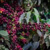 “Não vejo o café se distanciando muito da faixa dos US$ 3, pois ainda há dificuldade no mercado de encontrar produto de qualidade no momento", diz analista - Wenderson Araújo/ CNA