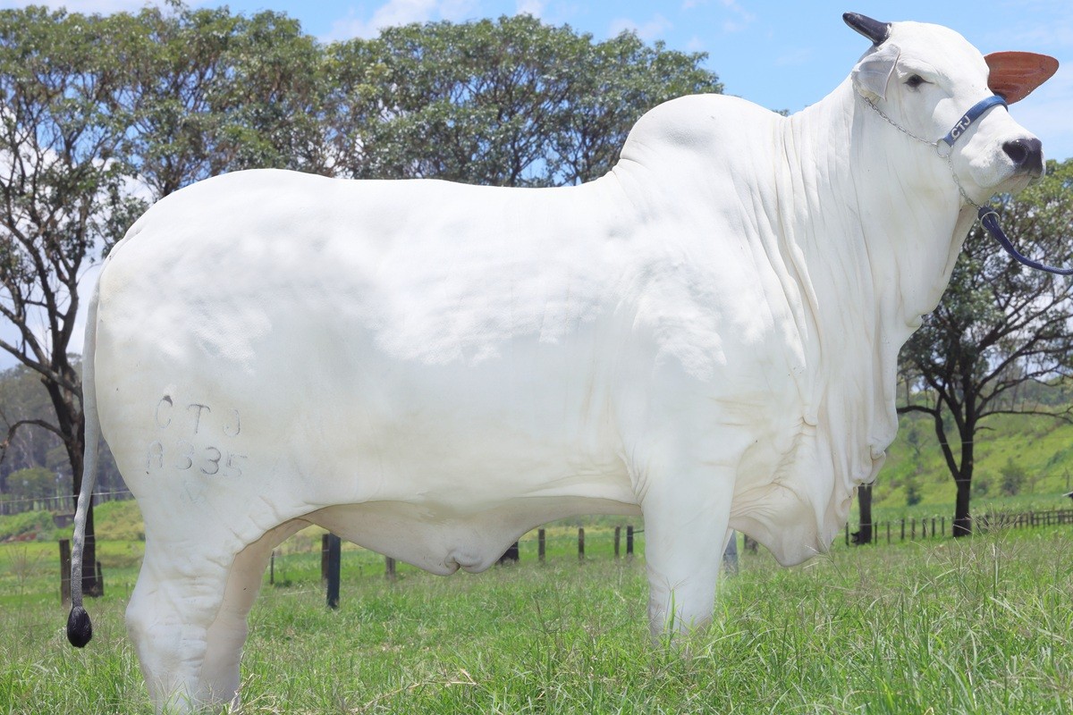 Cantor sertanejo e influenciador investem juntos em vaca de R$ 2 milhões