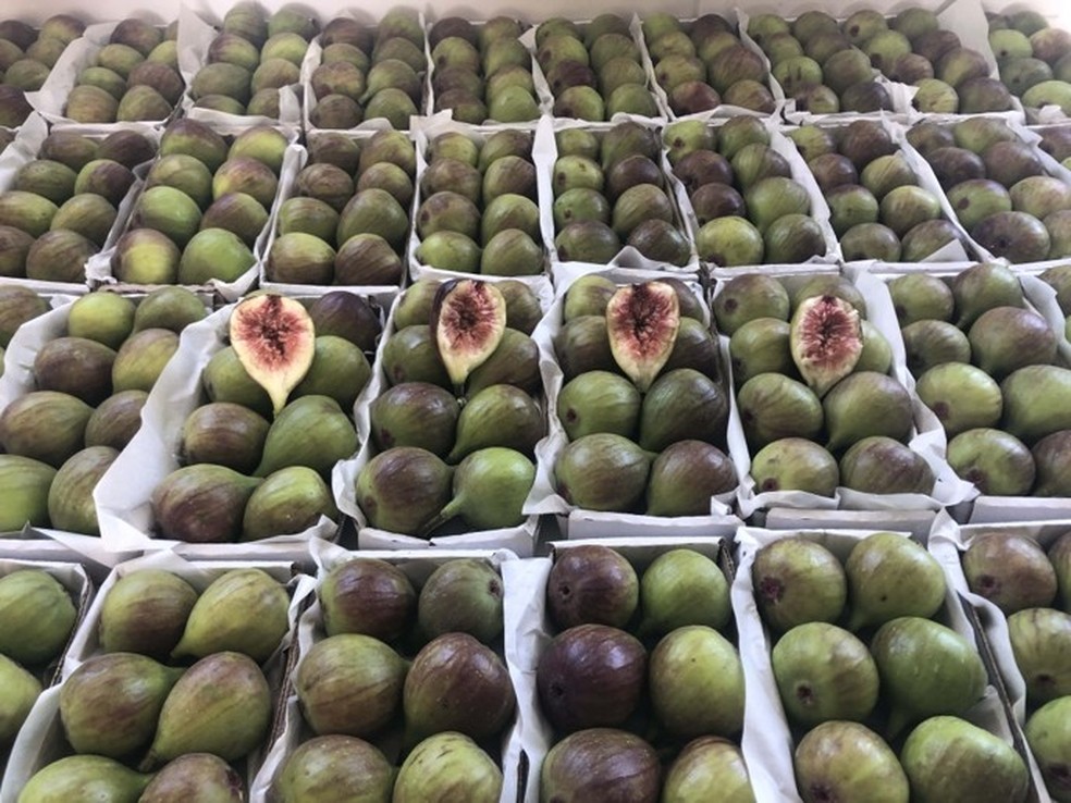 Família Lacarini produz cerca de 800 toneladas de figo por ano — Foto: Irmãos Lacarini/Divulgação
