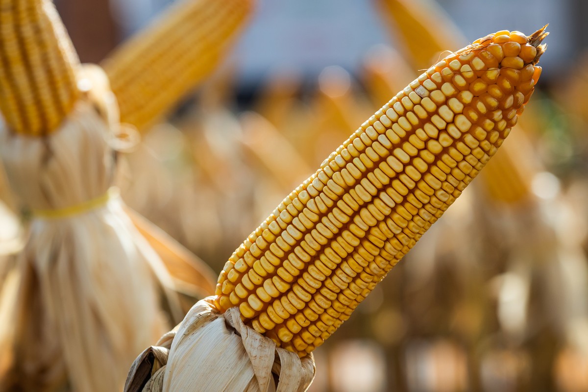 Produtor de milho obtém produtividade acima de 369 sacas por hectare