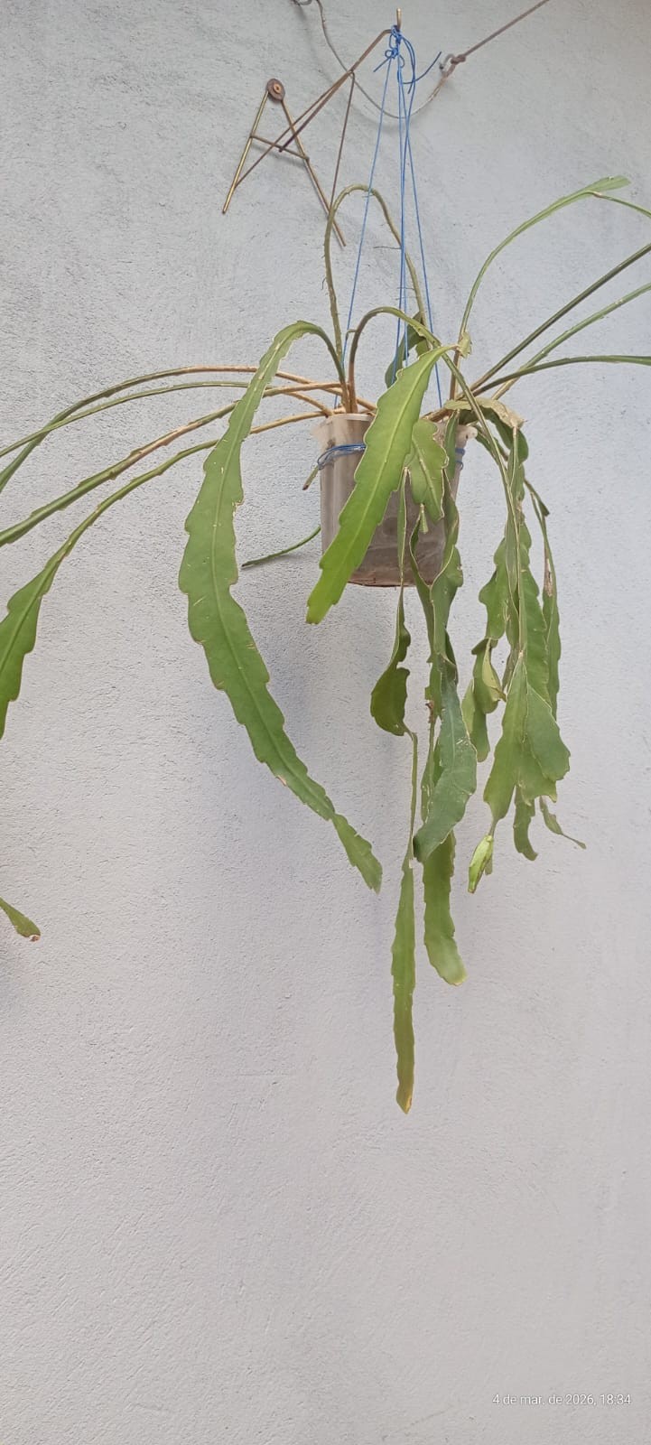 GR Responde: Por que a dama-da-noite está perdendo frutos?