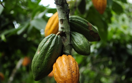 Pressão de oferta amplia queda no cacau em Nova York