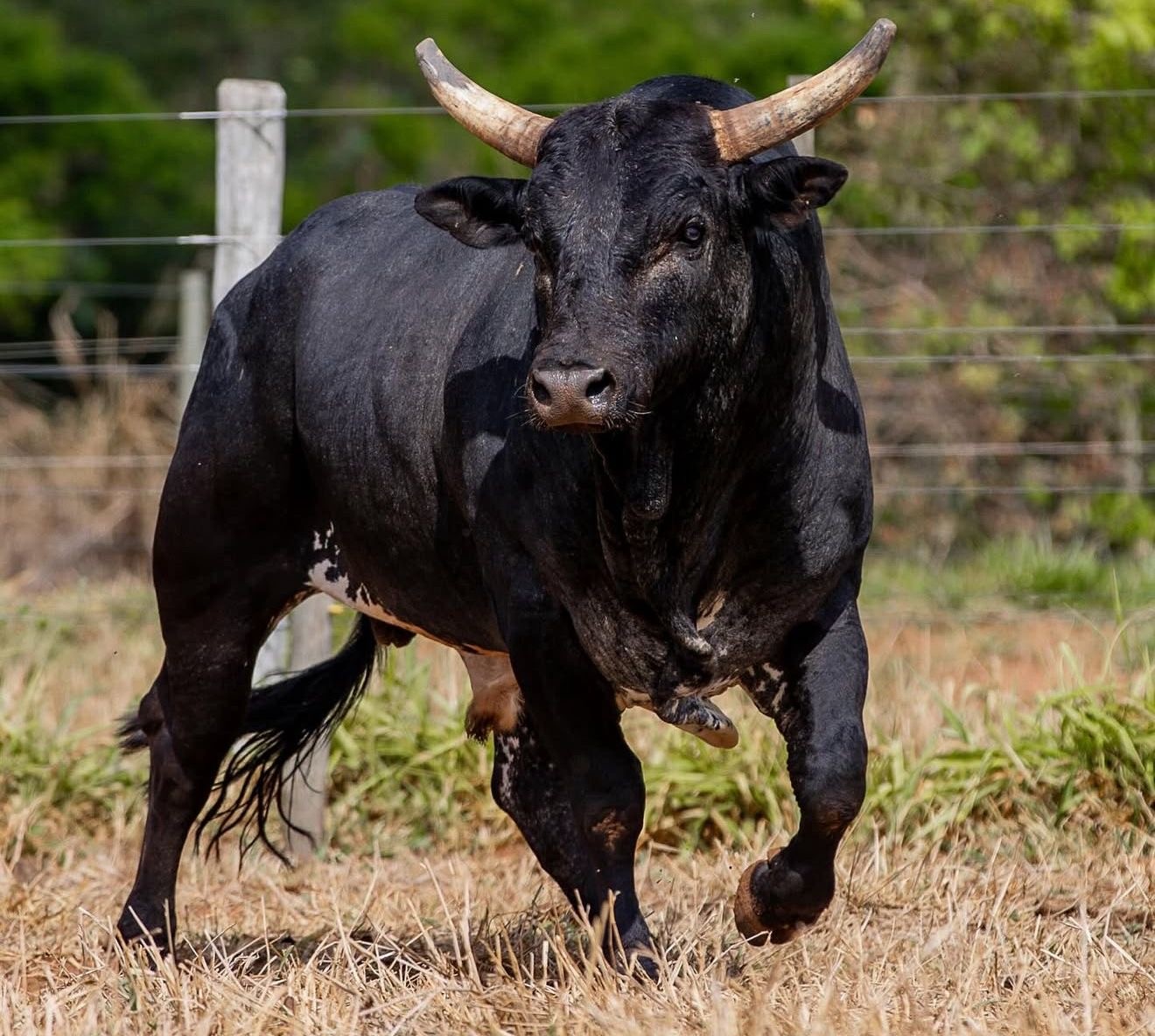 Mickey Mouse supera Acesso Negado e se torna o mais caro touro de rodeio do Brasil