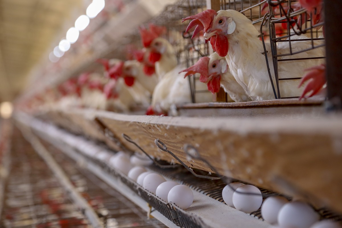 Poder de compra do produtor de ovos de São Paulo caiu em julho