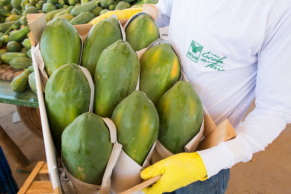 O mamão foi a fruta com maior alta, 48,9% na média ponderada, — Foto: Wenderson Araujo/CNA