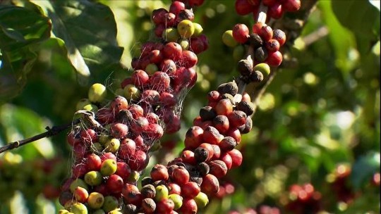 Seca e falta de mão de obra devem atrasar colheita de café no Espírito Santo