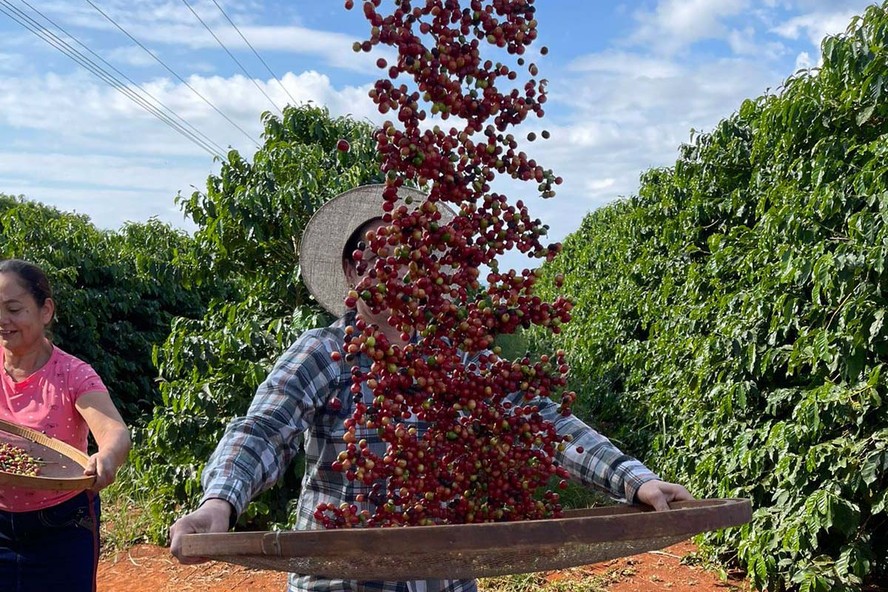 Brasil é o maior produtor de café do mundo