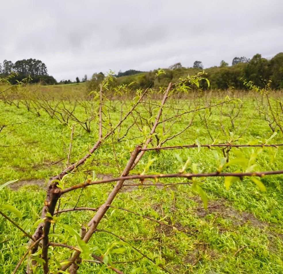 Pessegueiros abortaram os frutos — Foto: APPRP/Divulgação