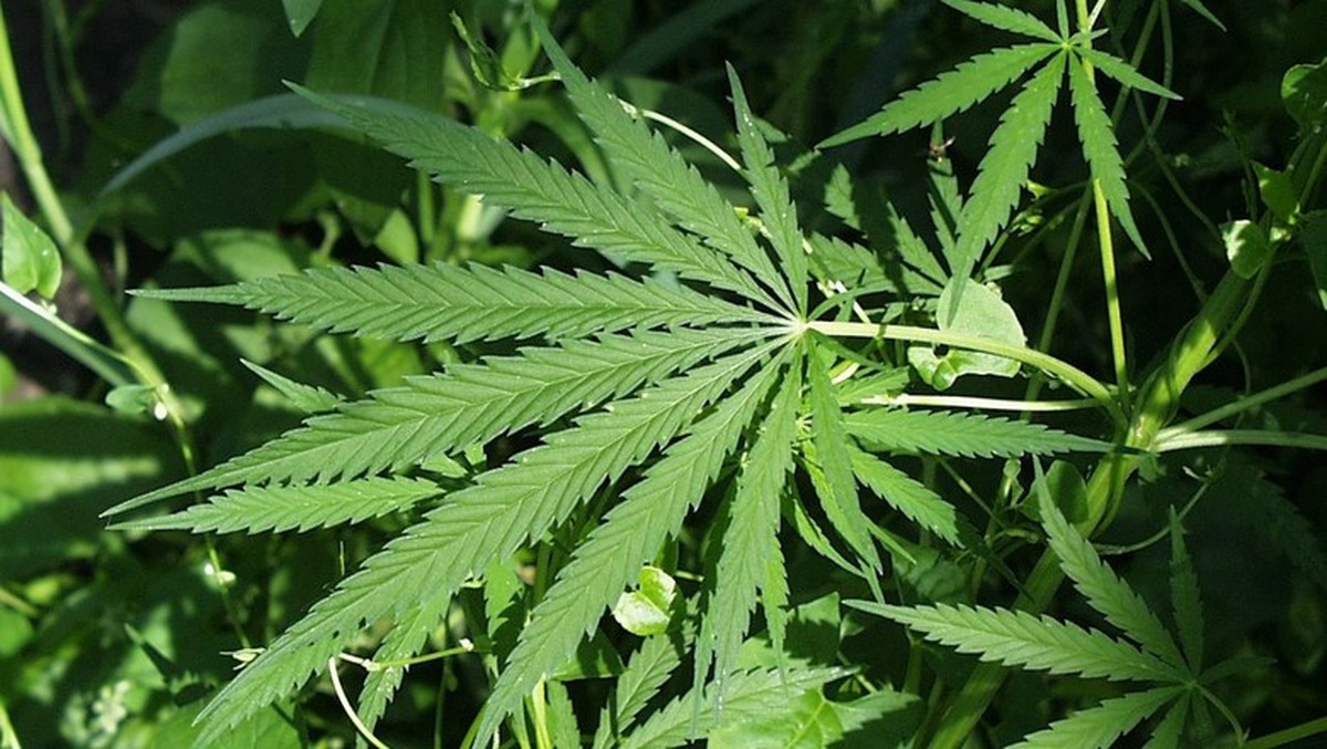 Como o avanço da cannabis medicinal no Brasil pode movimentar mercado bilionário