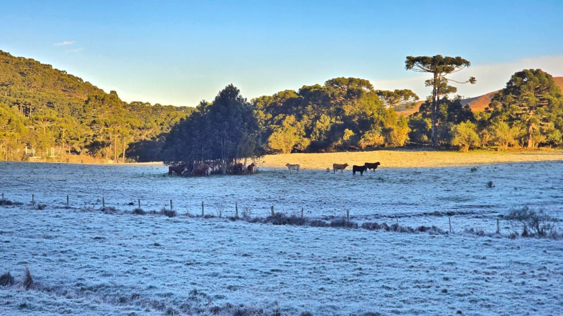Até quando vai o frio? Saiba como fica o clima nos próximos dias - Foto