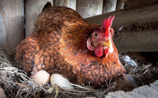 A galinha põe menos ovos na Quaresma? Descubra se é mito ou verdade