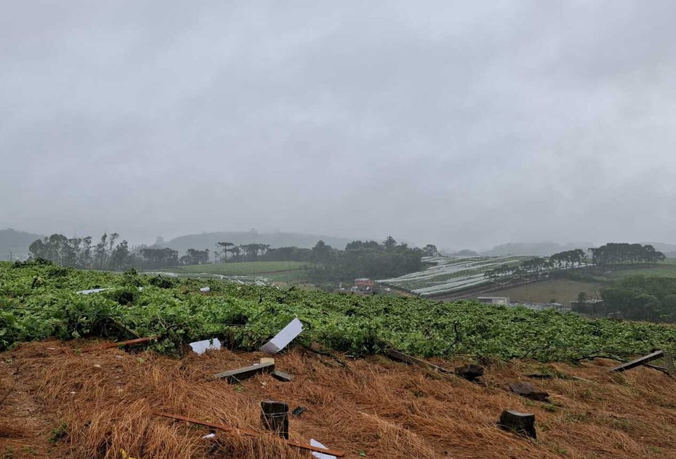 Parreiral de uvas destruído pelo vendaval em Flores da Cunha — Foto: Emater-RS/Divulgação