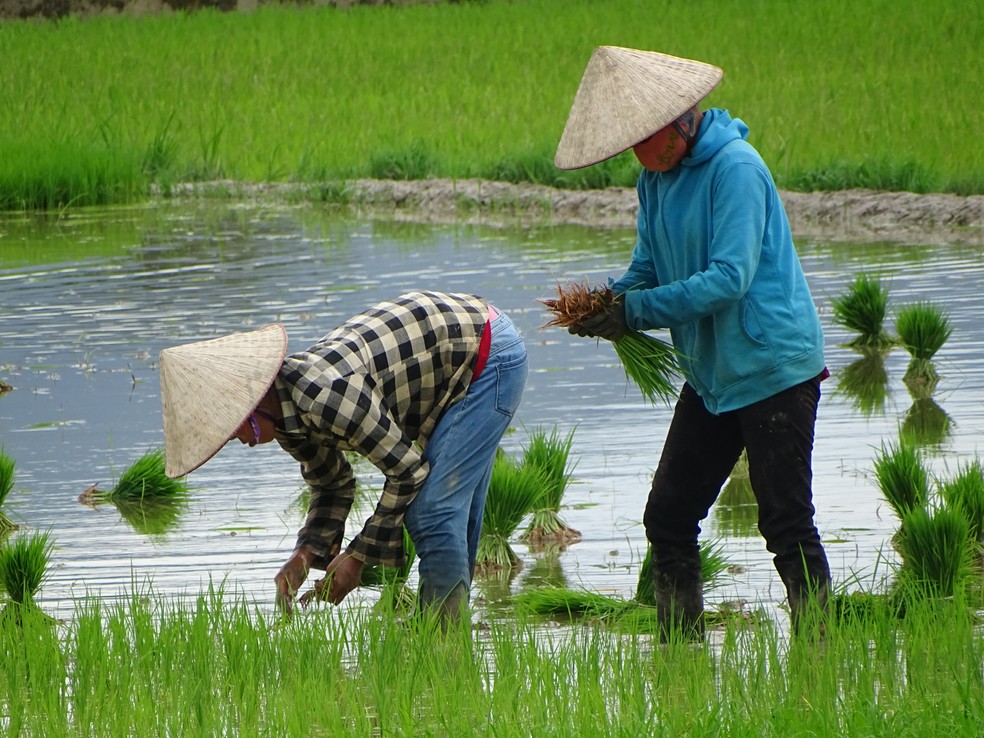 As exportações de arroz do Vietnã em fevereiro foram de 560 mil toneladas — Foto: Adam Jones/Wikimedia Commons