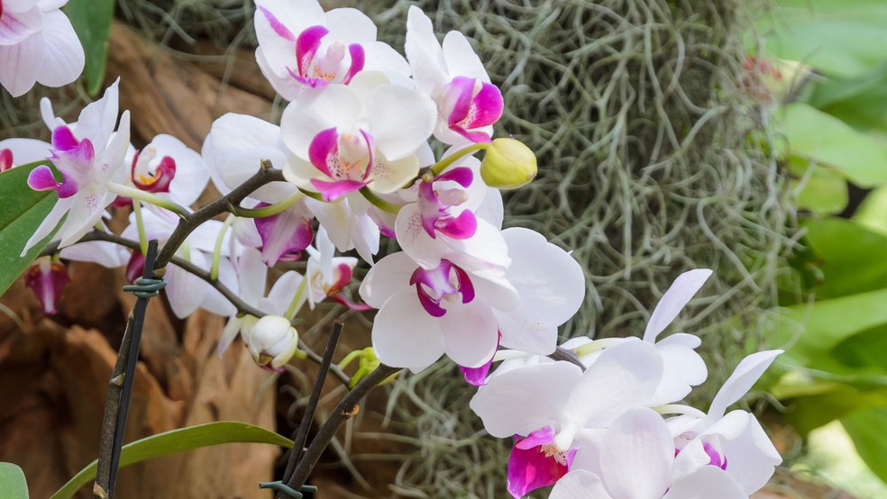 Orquídea phalaenopsis — Foto: Canva / Creative Commoms