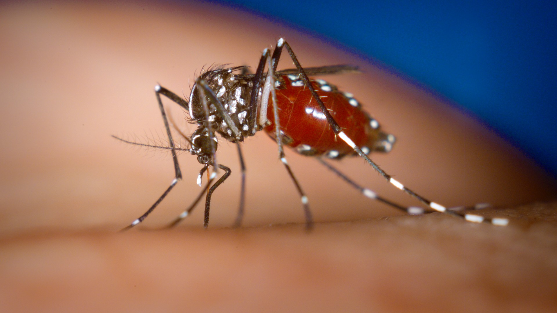 Xô, dengue! Conheça 11 plantas que espantam o mosquito