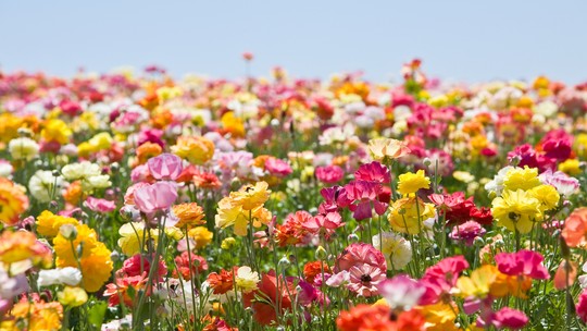 Primavera: 7 flores para plantar durante a estação 