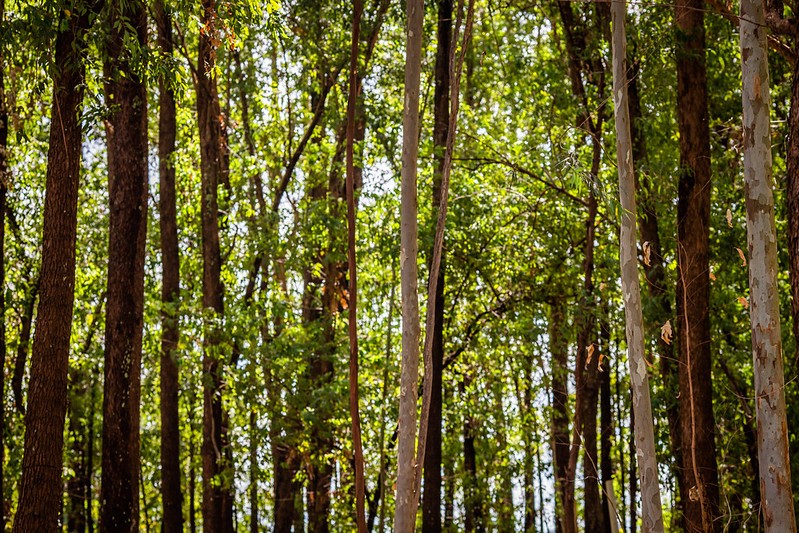 O que a silvicultura produz? Saiba quais produtos vêm das florestas
