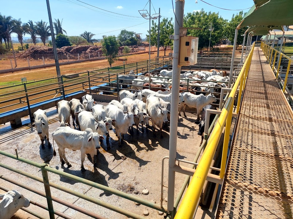 Animais de áreas ilegais eram transferidos para propriedades sem embargo para receber novas Guias de Trânsito Animal (GTAs) — Foto: Ibama/Divulgação
