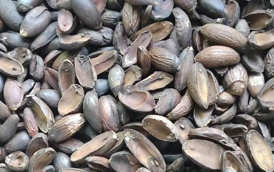 O puxuri é uma especiaria de uso ancestral que começa a ganhar espaço no Brasil