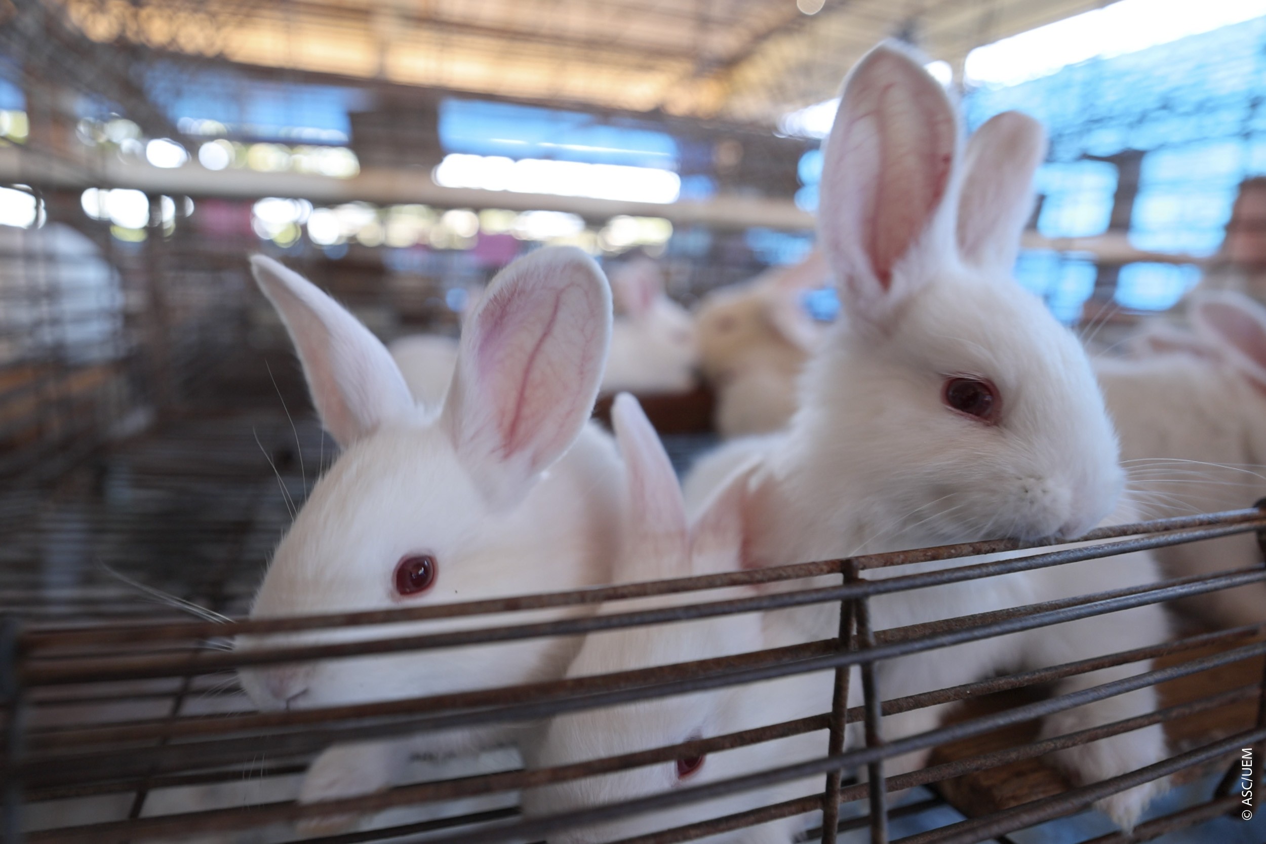 Técnica pioneira de ordenha de coelhas promete transformar a cunicultura no Brasil