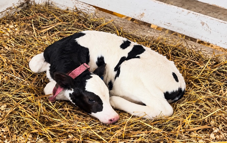 Cowmed lança versão 'baby' de colar inteligente para monitorar bezerras
