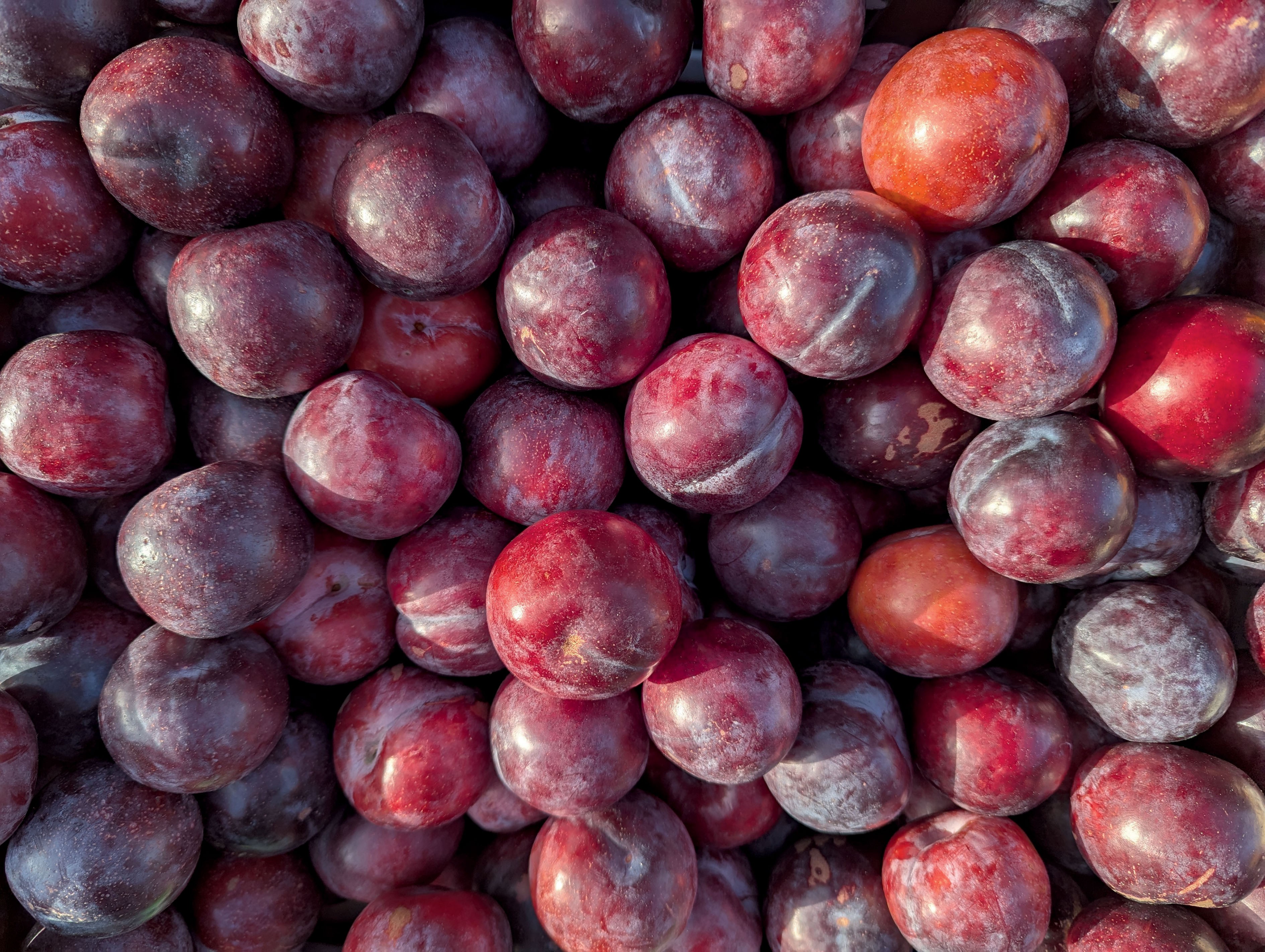 Produtiva e rentável: veja como cultivar ameixa - Foto