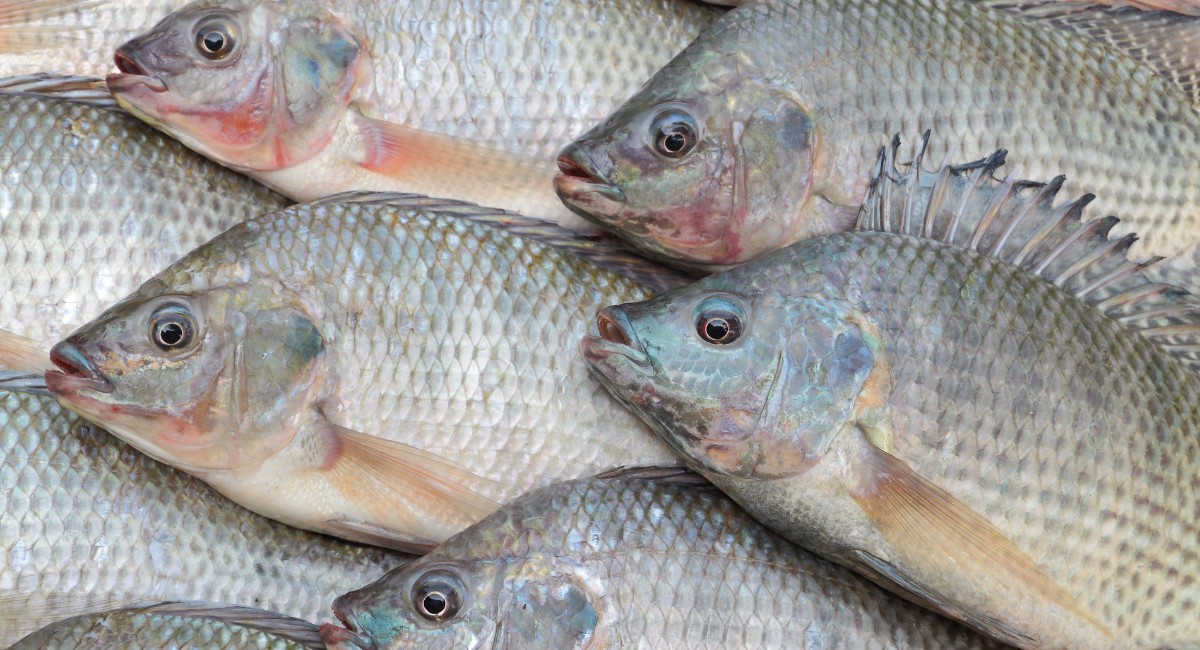 Peixe teve o menor aumento de preço entre as proteínas neste ano