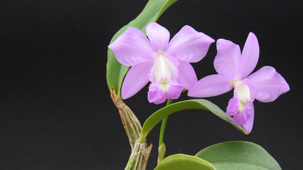 Orquídea cattleya walkeriana — Foto: Canva/ Creative Commoms