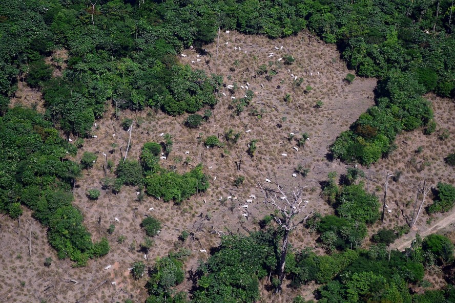 Propriedades ocupavam 26 mil hectares de áreas embargadas por desmatamento ilegal.