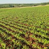 Lavoura de soja em Santa Rosa (RS): produtor José Steffen diz que está sempre de olho no monitoramento da área e do entorno - Arquivo pessoal